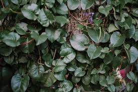 Image result for Anredera