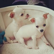 Long haired chihuahua puppy price. White Chihuahuas I Love My Chi