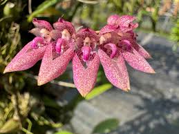 Image result for Bulbophyllum fuscum
