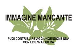 Image result for Nicolasia nitens