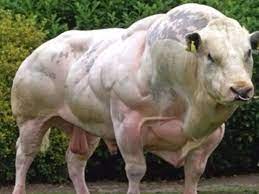 Muscularcow