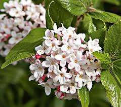 More images for fragrant viburnum varieties » Viburnum Carlesii White Flower Farm Viburnum Carlesii Fragrant Flowers