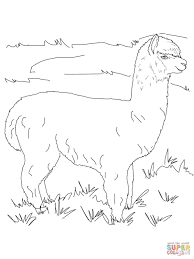If you want to get best free alpaca coloring you may find lots of alpaca coloring pages on different sources. Pin On Misc Ideas