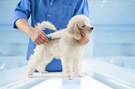 Despite their small size, they are highly energetic breeds, which require a fair. Which Poodle Haircut Is The Best K9 Web
