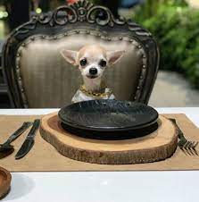 Fancy Chihuahua Cute Chihuahua Chihuahua Puppies Chihuahua Dogs