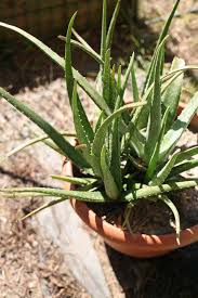 Inside giant aloe vera plant. Growing Aloe Vera What You Need To Know Lady Lee S Home