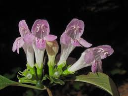 Image result for Clinopodium uhligii