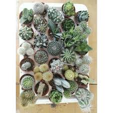 Cactus e piante grasse ideali da appendere in casa, all'esterno o sul balcone. 30 Piante Grasse Vaso 5 5cm Piante Grasse Succulenti 30 Pezzi