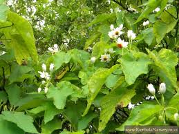 Image result for Sparrmannia