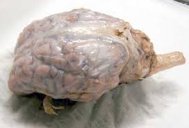 Sheep Brain Dissection With Labeled Images