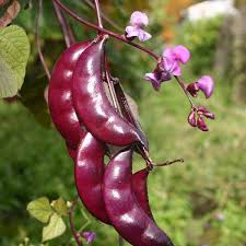 Image result for Dolichos