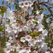 The yoshino cherry (also known as the japanese flowering cherry) is the darling of the flowering tree world and the star of such renowned events as the national and international cherry blossom festivals. Prunus X Yedoensis Shidare Yoshino Yoshino Weeping Cherry Trees