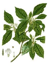 Image result for Psychotria vogeliana