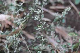 Image result for Nothosaerva