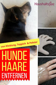 Tupf den teppich ab, um überschüssigen essig zu entfernen. Tierhaare Entfernen 8 Tipps Fur Hund Katze Haushaltsfee Org Hundehaare Tipps Teppich Entfernen