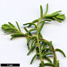 Image result for Suaeda