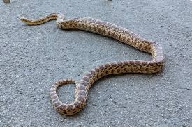 The sonoran gopher snakes generally do not bite, but if not yet tame they will hiss loudly and squirm a lot until tamed with gentle handling. Pituophis Wikipedia