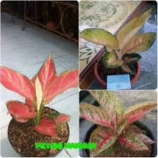 Paling Populer 21 Gambar Macam Macam Bunga Aglonema Bibit Bunga Aglonema 3 Jenis Red Anjemani Sultan Brunai Paket 7 Bunga Aglonem Gambar Bunga Bunga Tanaman .macam macam bunga aglonema dan harganya macam macam bunga aglonema dan namanya,harga bunga aglonema 2020 semoga membantu para pecinta aglomena dengan adanya list harga bunga aglonema. bunga tanaman