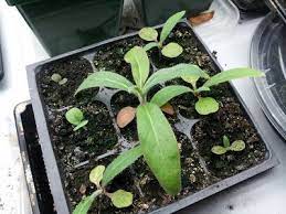 Pin On Gardening