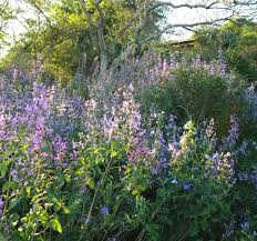 Image result for Hypoestes aristata