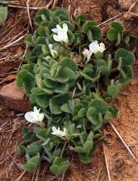 Image result for Trifolium spumosum