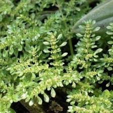 Image result for Pilea microphylla