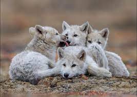 Check spelling or type a new query. Rachael Bale On Twitter I Just Really Want To Share This Photo Of Baby Arctic Wolves Hostileplanet