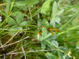 Veenzegge, davall's sedge, laîche de davall, davalls segge. Graser Bund Naturschutz In Bayern E V