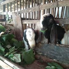 Listen to macan ternak by trio macan, 72 shazams. Ternak Ikan Katog Ternuritas Pages Directory