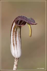 Arisarum vulgare inflorescences of arisarum vulgare scientific classification kingdom: Gekapperde Kalfsvoet Arisarum Vulgare Photo An De Wilde Photos At Pbase Com