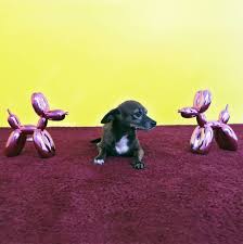 Taco Has His Social Distancing Down Even If He Is Social Distancing Himself From Plastic Dog Sculptures Metropaws Mp Dogis In 2020 Dog Sculpture Paw Design Paw