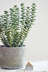 Urban Jungle Bloggers Plants And Flowers Plants Indoor Plants House Plants Indoor