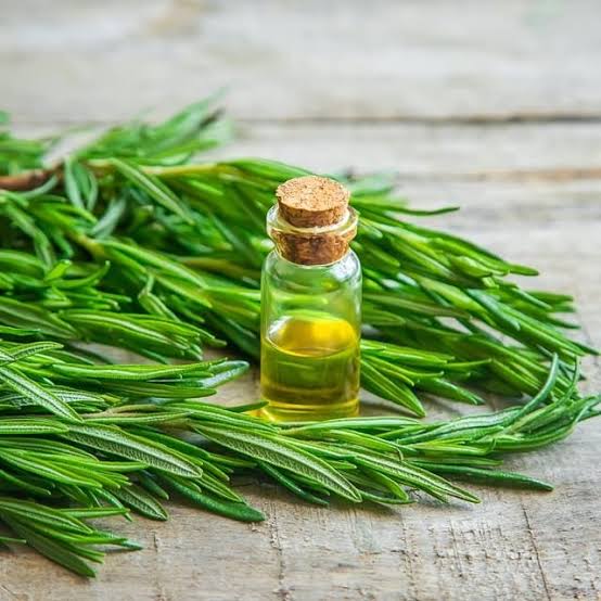 Rosemary Oil for Hair: Benefits, Usage, and Results | Forest Essentials