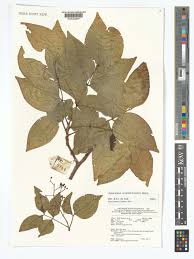 Image result for Xylocarpus