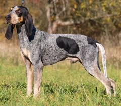 Image result for malý modrý gaskoňský honič