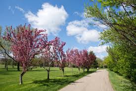 Aphids are one of the most common insect problems of flowering crabapples (figure 4). Pruning Crabapple Trees How And When To Prune A Crabapple