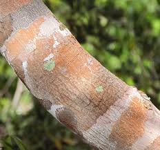 Image result for Oldfieldia