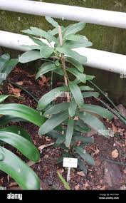 Image result for Brexia