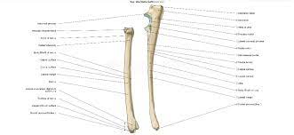 ulna radius dog dog anatomy vet anatomy radius and ulna anatomy