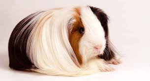 1 ﻿ they can even get bordetella bronchiseptica from your dog, cat, or pet rabbit. 50 Guinea Pig Facts For Pet Owners And Fans Alike Facts Net