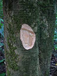 Image result for Aulacocalyx