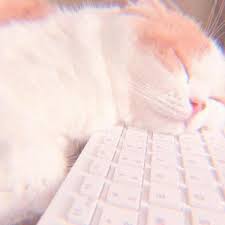 1 Curtidas 0 Comentarios Caneta Azul Azul Caneta Little Babys00 No Instagram Bichinhos Fofos Imagens De Gatos Fofos Filhotes De Gatos