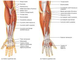 This muscle flexes the elbow and shoulder as well as supinates the forearm (i.e. The Muscles Of The Arm And Hand Anatomy Medicine Com