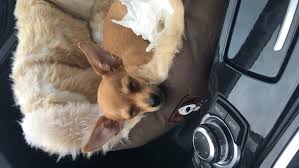 Dogs and puppies chihuahua mix chiweenie dogs miniature pinscher dog mixed breed dogs purebred dogs. Chihuahua Pinscher Mix Grosse Hund Hundefutter Mischling