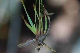 Image result for Xyris obscura