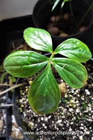 Image result for Gonatopus