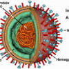 Norovirus spreads swiftly wherever there are many people in a small area , including nursing homes norovirus is associated with cruise travel simply because health officials are required to track. Https Encrypted Tbn0 Gstatic Com Images Q Tbn And9gcsthofkz2h Jsxgghhovovk1jvip6ramzk Yuachjn2f3mka988 Usqp Cau
