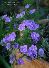 Image result for Nierembergia hippomanica