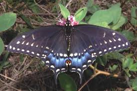 Black And Purple Butterfly Species On Gossamer Wings The Beauty Of Butterflies And Moths Butterfly Pictures Beautiful Butterfly Pictures Beautiful Butterflies