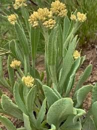 Image result for Helichrysum acutatum